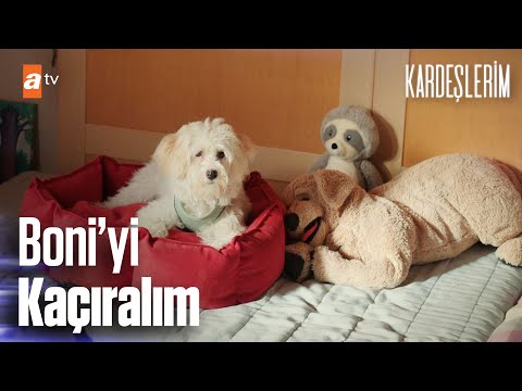 Emir'in en büyük zaafı ''Boni'yi'' kaçırırken... - Kardeşlerim 51. Bölüm