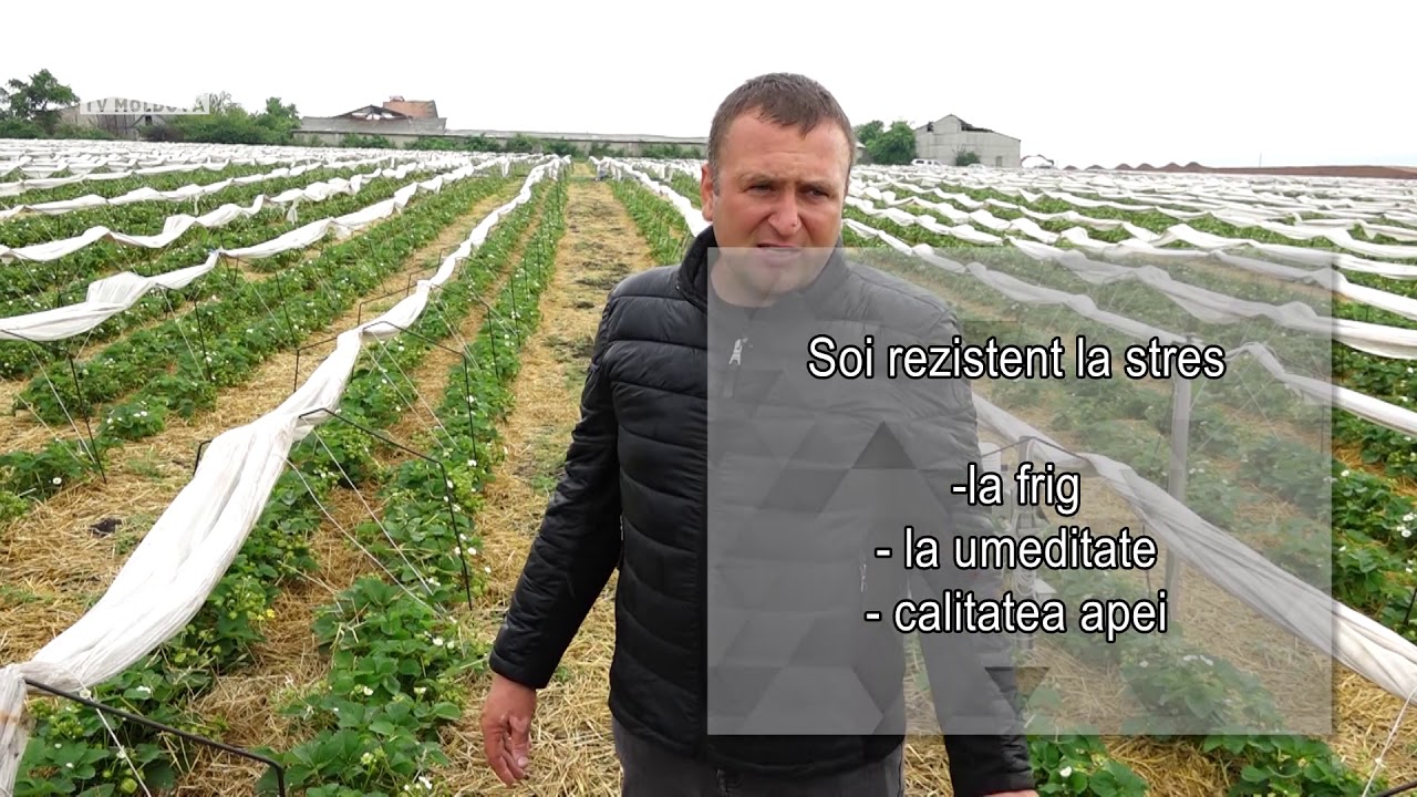 Sisteme moderne de cultură  pentru pomușoare