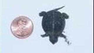 Smallest Turtle Ever
