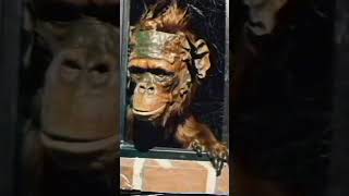 nanophageresearch.com