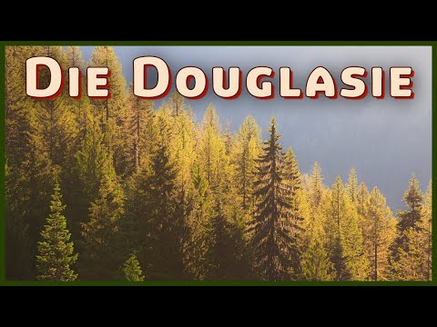 Video: Wie sieht eine Douglasie aus?