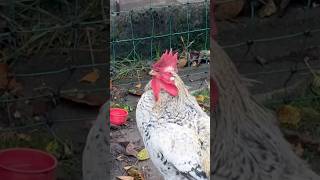 Rooster funny breeds  🐔😱 #etmore #shorts