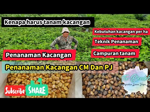 Penanaman Kacangan CM Dan PJ Dilahan Kelapa Sawit