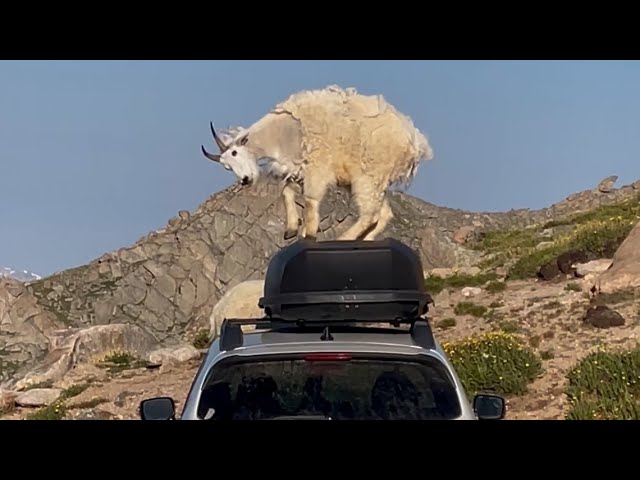 Climbing Goats In Colorado