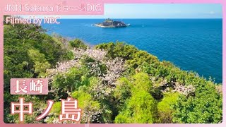 ドラマにも登場した孤島の桜 長崎・中ノ島【JNN sakuraドローンDIG 2025】