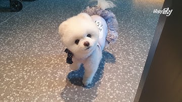 오래 살아야지.. 5성급 호텔에서 강아지를 환영해주는 날이 올 줄이야! ? 소노캄고양 투숙기