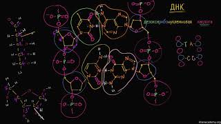 Антипараллельность цепей ДНК (видео 6) | ДНК. Молекулярная генетика | Биология