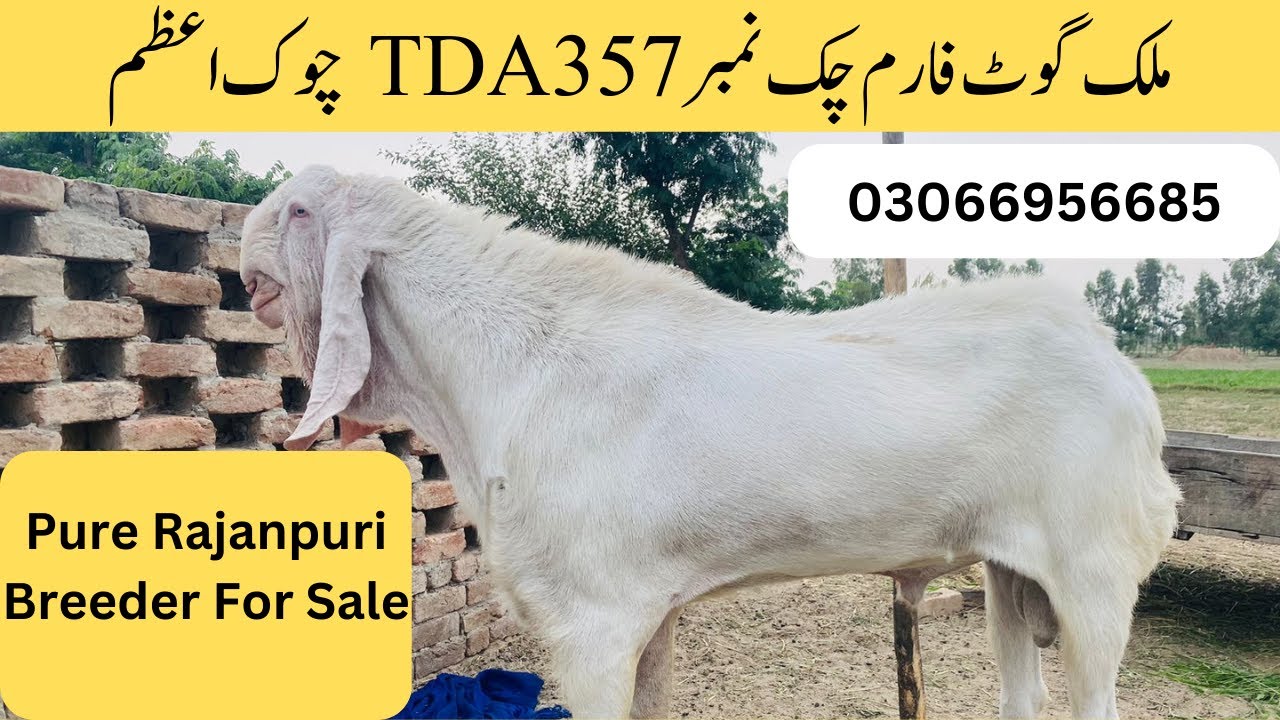 Malik Goat Farm Chak No 357 TDA Chwok Azam | Rajanpuri Nukra Pure ...