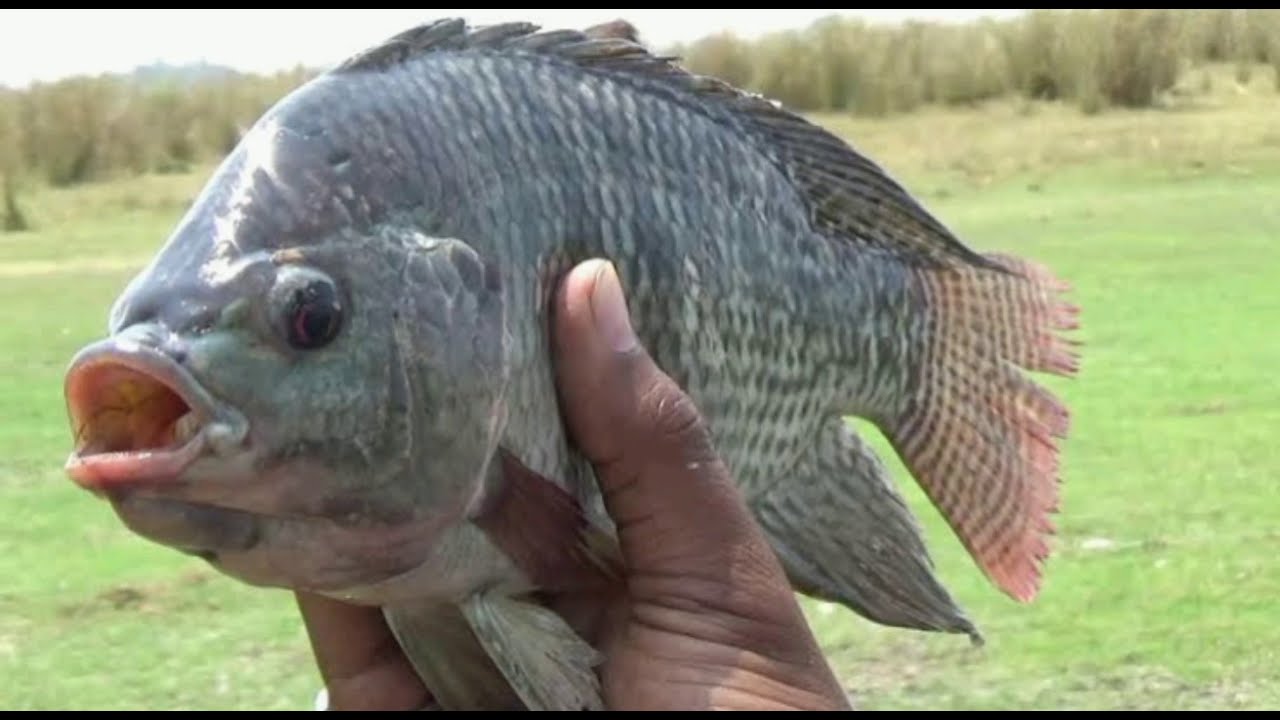 These fishes are grown in farm / Fish Farming