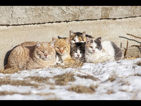 Что делать, если соседи травят вас запахами?