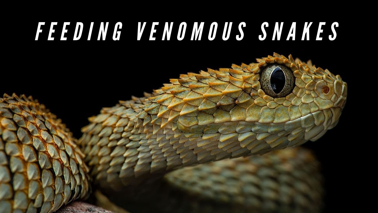 Photo inspiration: Picture Idea: Feeding Venomous Snakes