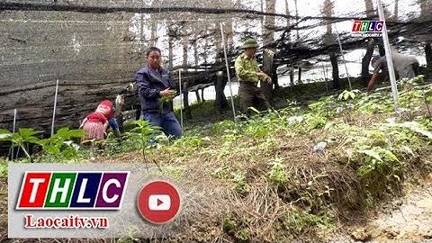 Lợi ích kép từ trồng dược liệu dưới tán rừng | THLC