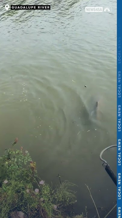 Bull Shark caught in the Guadalupe River - YouTube