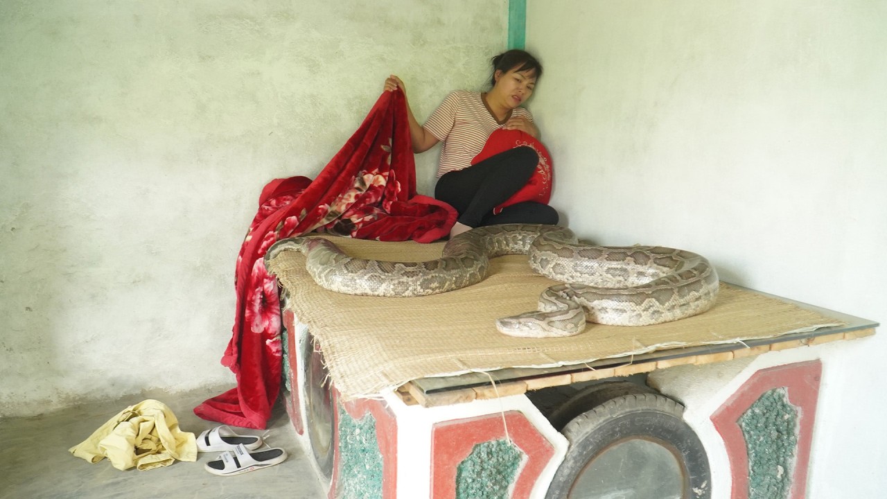 72 Hours On High Alert : Giant Anaconda Python Hides in Single Woman's Bed