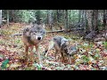 Fall on the Kabetogama Peninsula