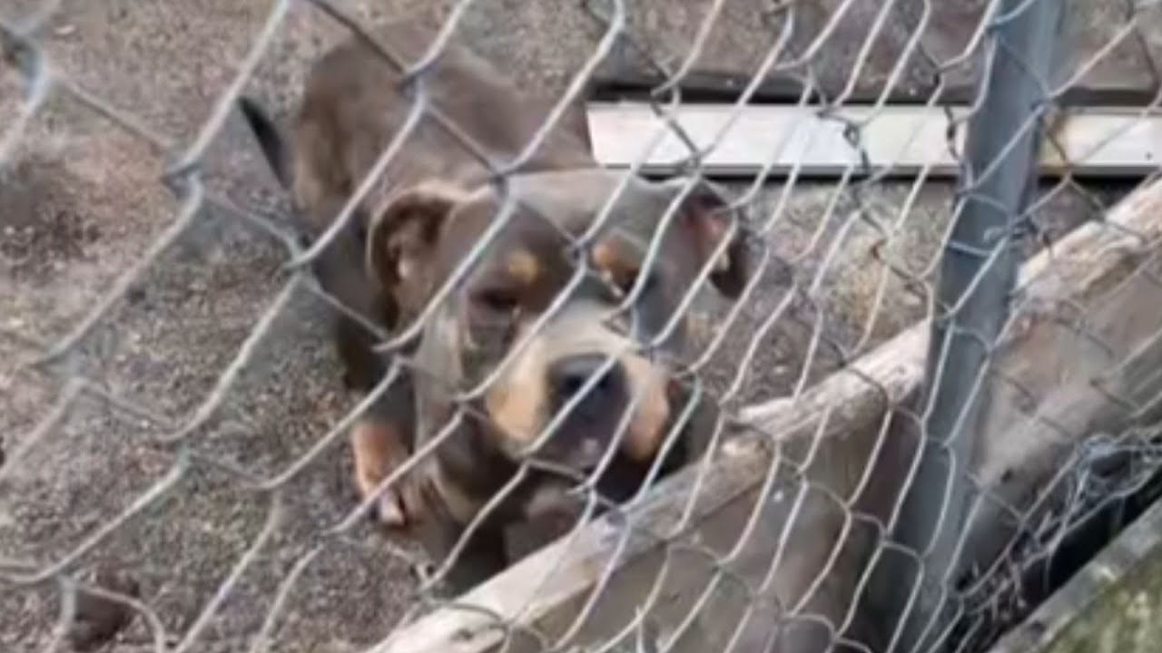 Женщина каждый день кормит питбуля во время обеденного перерыва — концовка вас шокирует.