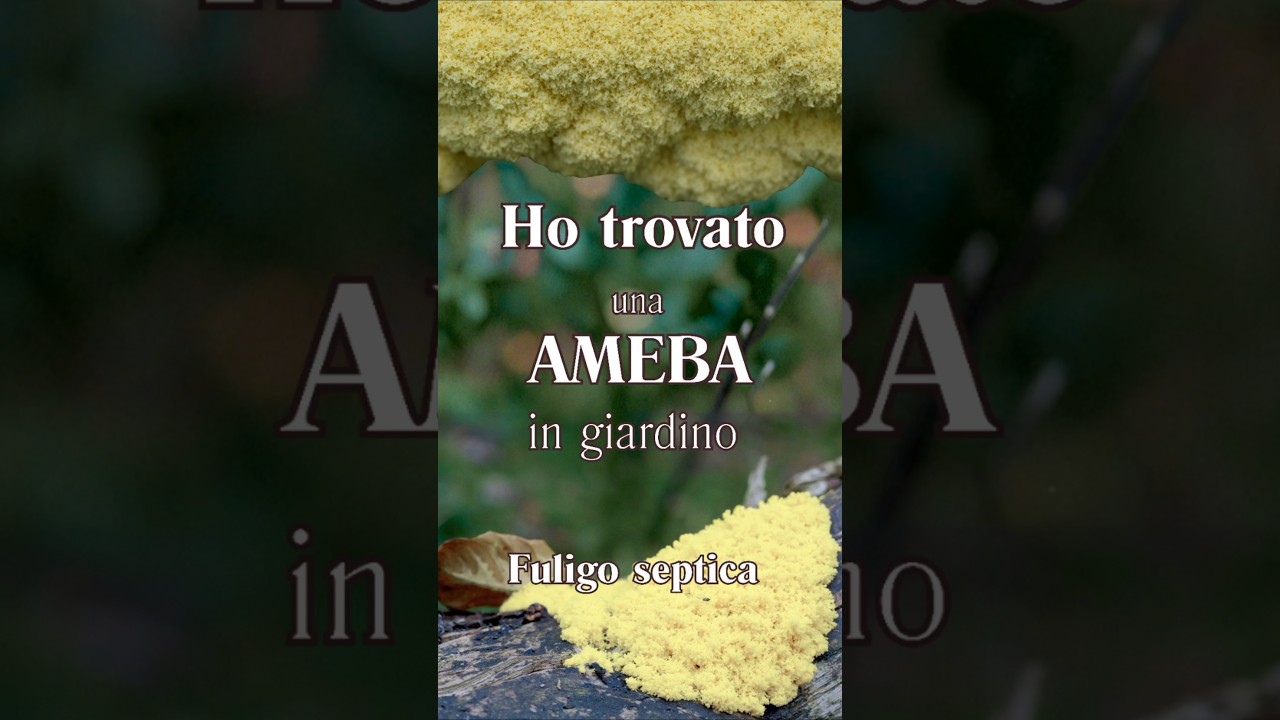 AMEBA che hai in giardino: Fuligo septica