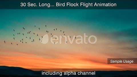 Bird Flock 4k | Motion Graphics - Envato elements