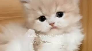 Cats - Cute Cat Video l Cute and Funny Cat Videos Compilation #13 l 고양이 l 재미있는 고양이 #13 by nochi entertainment 258 views 2 years ago 5 minutes, 43 seconds