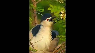 Birds and couples breed babies together️Wild Life 50 #shortvideo