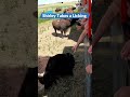Shirley takes a licking at the terry bison ranch shorts