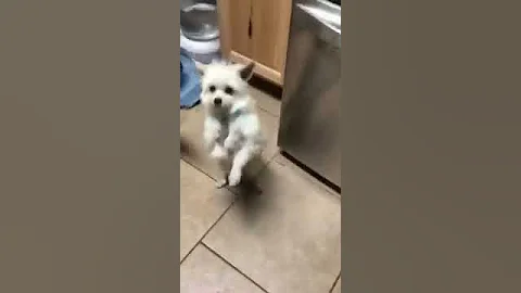 video 1531453710