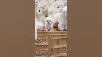 Cute And Funny Dog Videos Cute And Funny TikTok Videos Famous TikTok Videos Shorts Tiktok Dogs 