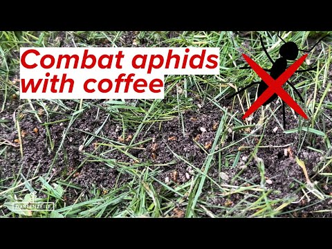 Combat aphids with coffee - Here's how you can easily prevent aphid infestation! hqdefault