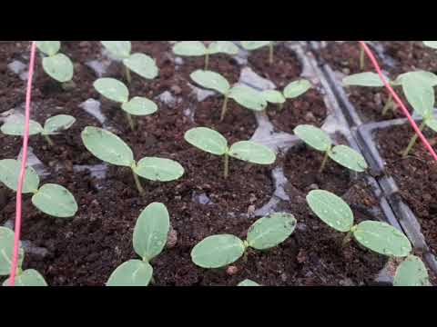 Video: Caracteristici Ale Cultivării Unui Delphinium Din Semințe (28 De Fotografii): Când și Cum Să-l Plantați? Cum Să Crești Un Delphinium Acasă Pentru Răsaduri?
