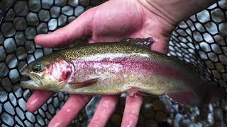 Fly Fishing After Heavy Rains for Native Trout! (Rainbow)