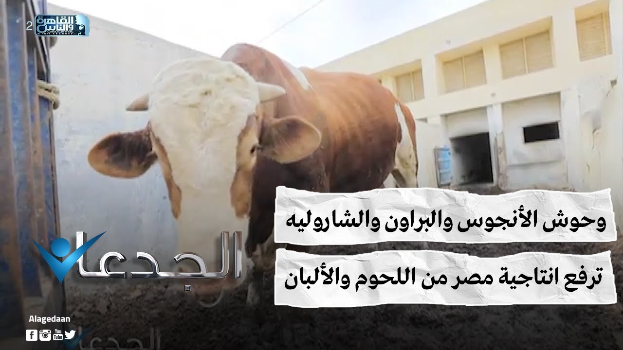 وحوش الأنجوس والبراون والشاروليه .. ترفع انتاجية مصر من اللحوم والألبان