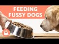 How to Make My DOG EAT DRY FOOD! 🐶✅ 5 Easy TRICKS!