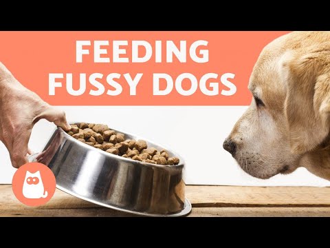 Video: How To Train A Dog To Dry Food