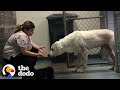 Woman Gains Trust Of A Giant, Feral Dog | The Dodo Faith = Restored