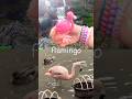 Toy Learning Fun | Kids Learn Animal Names at the Waterfall: Platypus Flamingo Duck Sheep Hippo