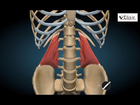 Anatomia del pilates - 4.  Il quadrato dei lombi