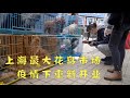 镜头实拍疫情下，中国上海目前最大的花鸟市场