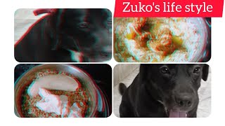 Funny dog video || my pet's ( zuko ) daily routine ||  home made dog food || dog training