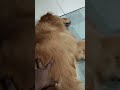 Enough sleeping wake up mani dog goldenretriever doglover puppy