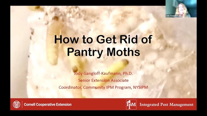 Identifying moths: clothes moths vs. pantry moths - Plantura