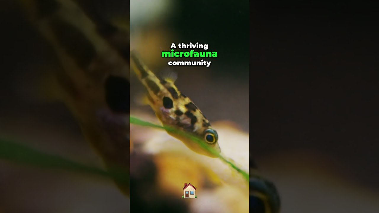 Aquarium Transformation: Thriving Ecosystem!