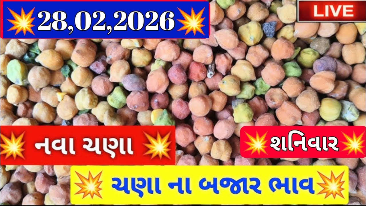 નવા ચણાના બજાર ભાવ / ગોંડલ ચણાના બજાર ભાવ / આજના ચણાના ભાવ / 28,02,2026