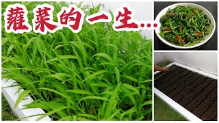 How To Grow Kangkong At Home? 蕹菜(空心菜)的一生～从种子到餐桌(菜园篇007)