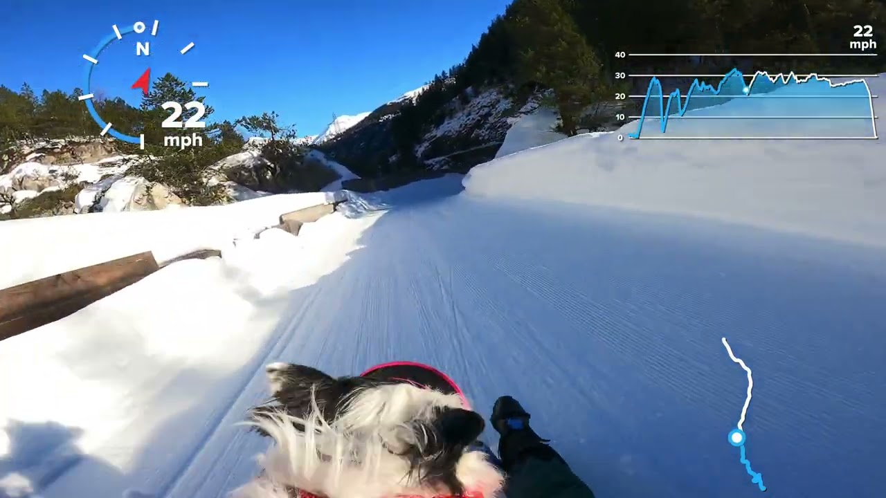 Rodeln: Dog Sledding Bergün