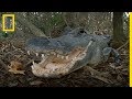 Les marais des Everglades, royaume des alligators