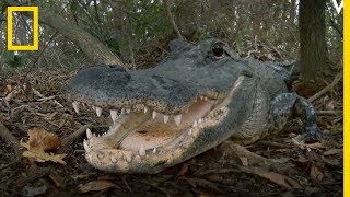 Les Marais Des Everglades Royaume Des Alligators