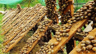 Revolutionizing Agriculture: The Future of Snail Farm Technology