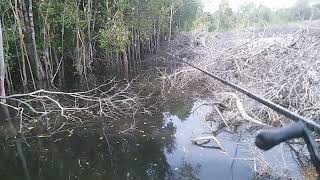 💖Mancing di Seputaran Lahan Sawit Adam ⁉️ Jalan Terendam Banjir ‼️ #fishing #mancing #spotbanjiran