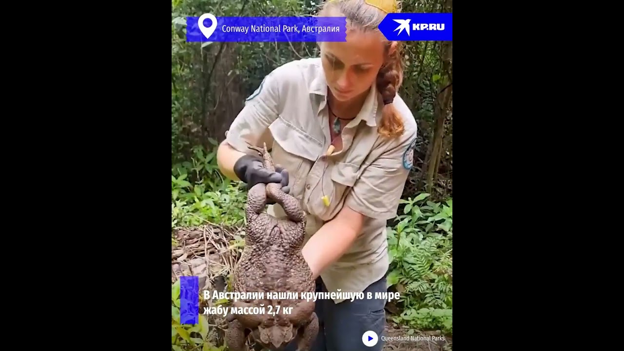 Огромную тростниковую жабу нашли в Австралии