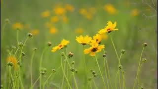 MAULIDU AHMAD COVER DEWI HAJAR